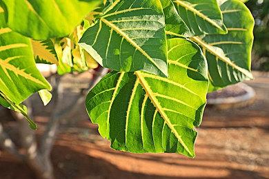 《女神异闻录3 重启》及《女神异闻录5 TACTICA》预告泄露 均加入XGP