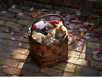 《守望先锋》“归来”开发组问答